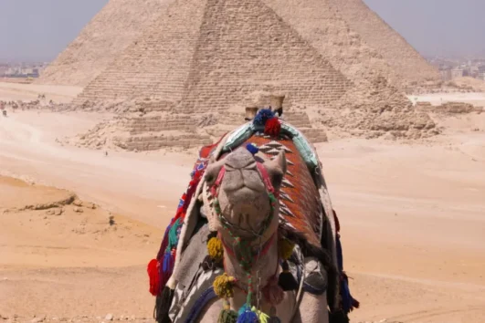 Kairo Privatreisen mit Kamel bei den Pyramiden von Gizeh.
