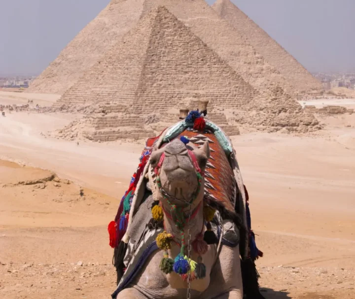 Kairo Privatreisen mit Kamel bei den Pyramiden von Gizeh.
